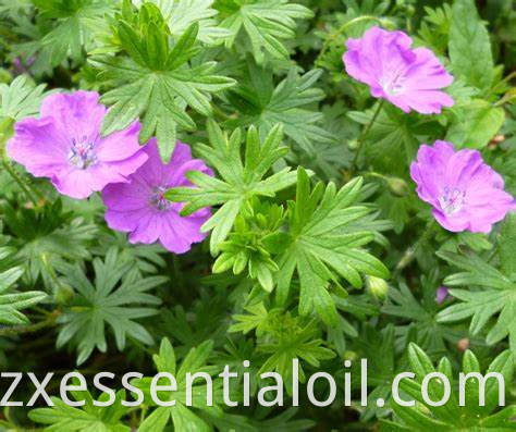 Geranium oil 